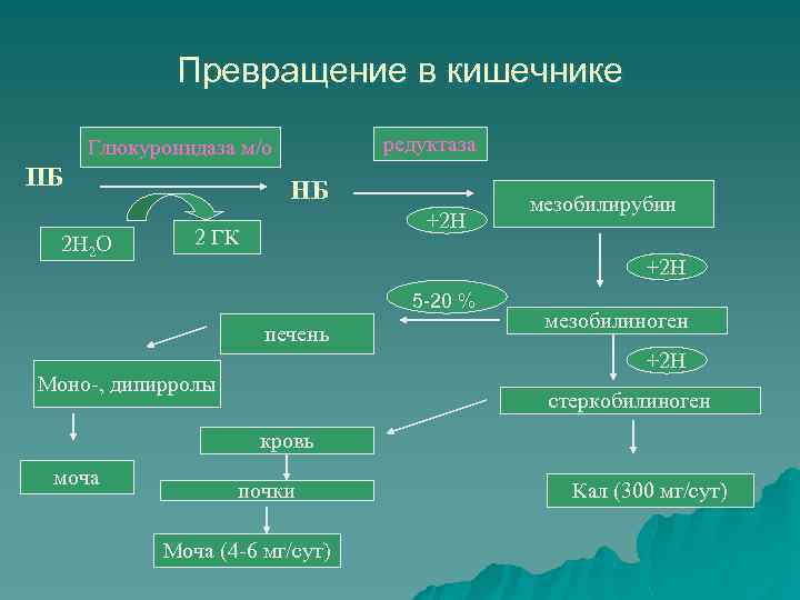 Схема превращения билирубина в кишечнике