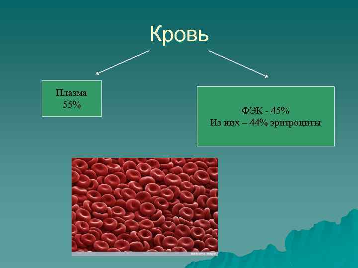 Кровь Плазма 55% ФЭК - 45% Из них – 44% эритроциты 