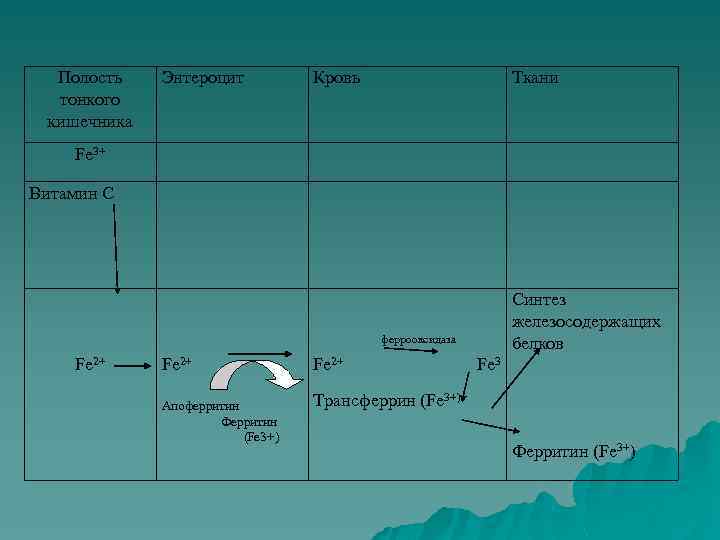 Полость тонкого кишечника Энтероцит Кровь Ткани Синтез железосодержащих белков Fe 3+ Витамин С Fe