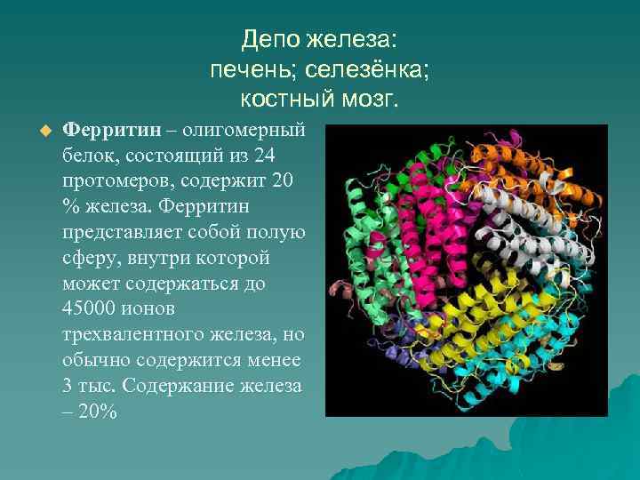 Депо железа: печень; селезёнка; костный мозг. u Ферритин – олигомерный белок, состоящий из 24