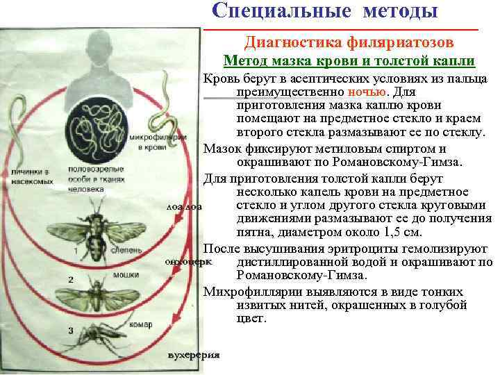 Методы микробиологической диагностики гельминтозов презентация