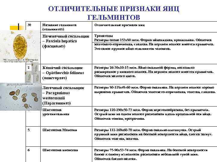 Лабораторная диагностика гельминтозов презентация