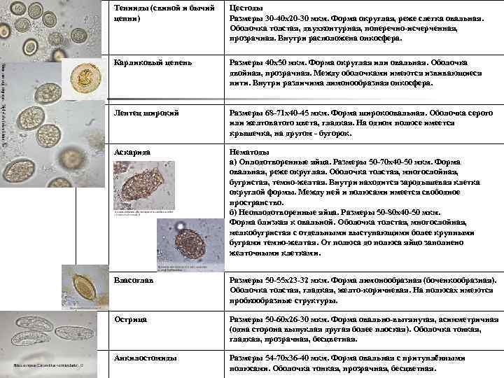 7 Тенииды (свиной и бычий цепни) Цестоды Размеры 30 -40 x 20 -30 мкм.