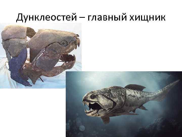 Дунклеостей – главный хищник 