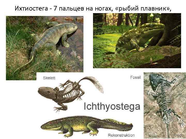 Ихтиостега - 7 пальцев на ногах, «рыбий плавник» , 