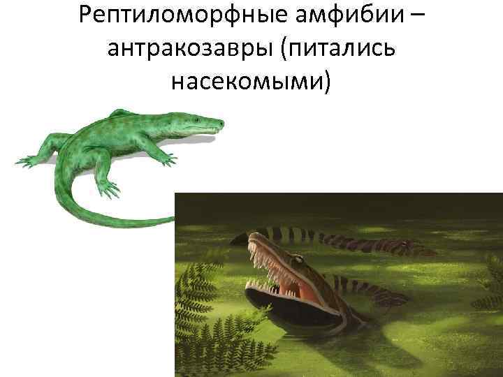 Рептиломорфные амфибии – антракозавры (питались насекомыми) 