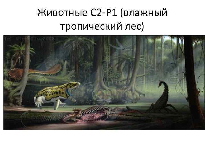 Животные С 2 -Р 1 (влажный тропический лес) 