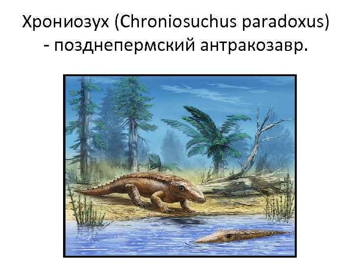 Хрониозух (Chroniosuchus paradoxus) - позднепермский антракозавр. 