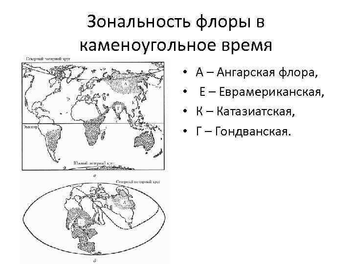Зональность флоры в каменоугольное время • • А – Ангарская флора, Е – Еврамериканская,