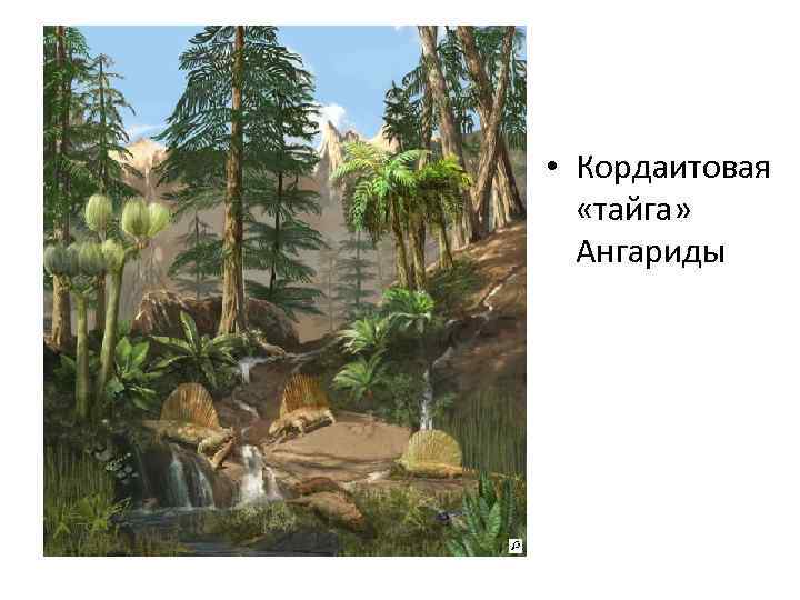 • Кордаитовая «тайга» Ангариды 