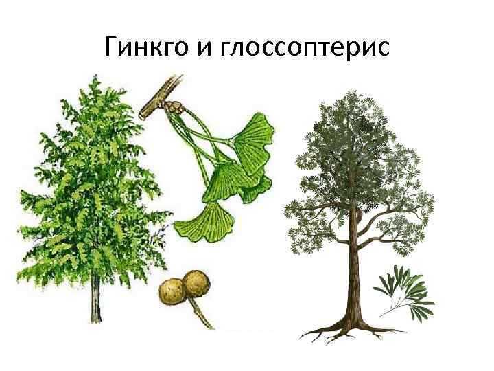 Гинкго и глоссоптерис 