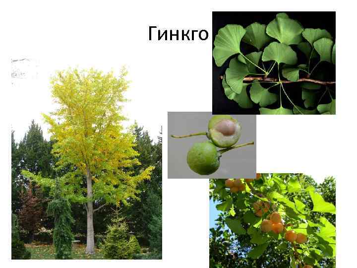 Гинкго 
