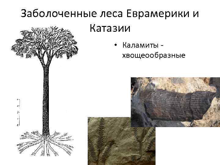 Заболоченные леса Еврамерики и Катазии • Каламиты - хвощеообразные 