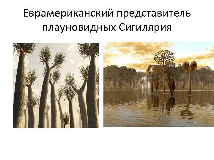 Еврамериканский представитель плауновидных Сигилярия 