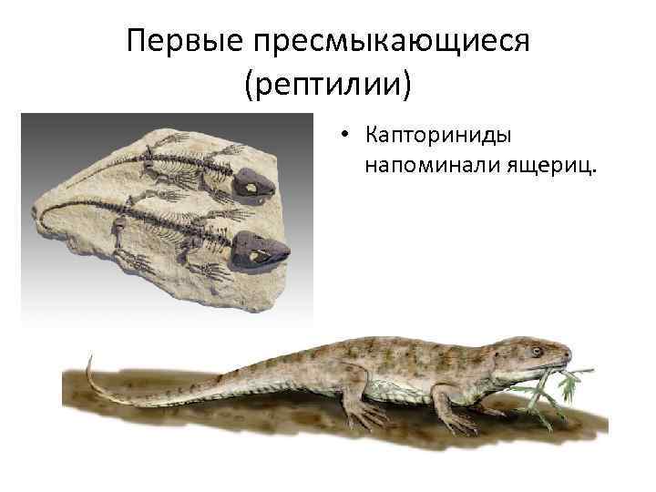 Первые пресмыкающиеся (рептилии) • Капториниды напоминали ящериц. 