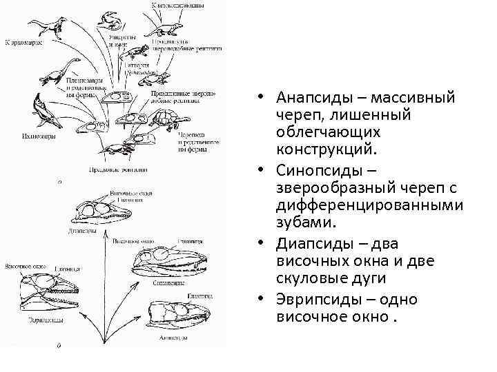  • Анапсиды – массивный череп, лишенный облегчающих конструкций. • Синопсиды – зверообразный череп