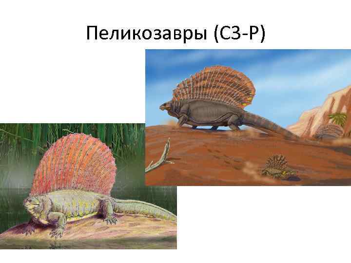 Пеликозавры (С 3 -Р) 