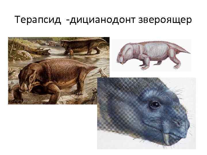 Терапсид -дицианодонт звероящер 