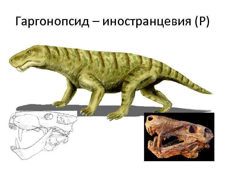 Гаргонопсид – иностранцевия (Р) 