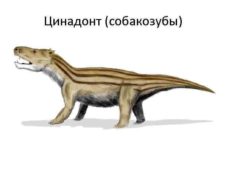 Цинадонт (собакозубы) 