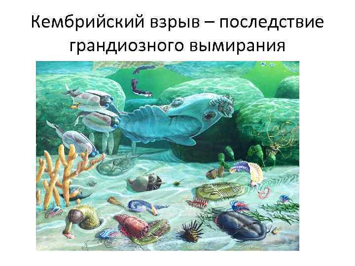 Кембрийский взрыв – последствие грандиозного вымирания 