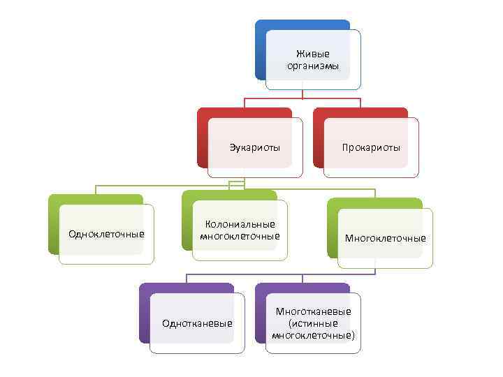 Живые организмы Эукариоты Одноклеточные Колониальные многоклеточные Однотканевые Прокариоты Многоклеточные Многотканевые (истинные многоклеточные) 