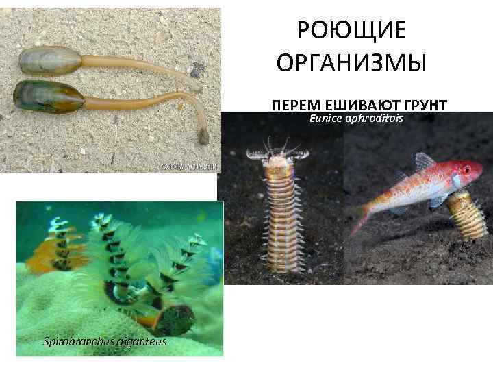 РОЮЩИЕ ОРГАНИЗМЫ ПЕРЕМ ЕШИВАЮТ ГРУНТ Eunice aphroditois Spirobranchus giganteus 