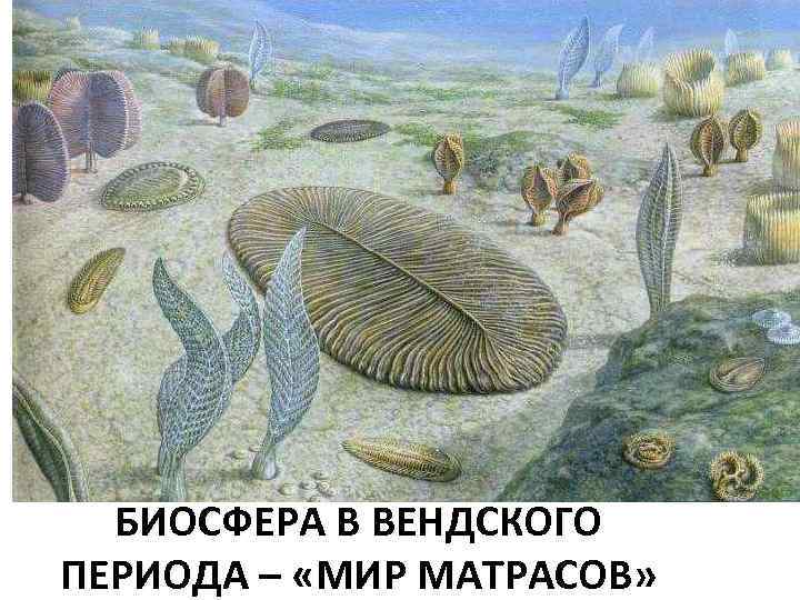 БИОСФЕРА В ВЕНДСКОГО ПЕРИОДА – «МИР МАТРАСОВ» 