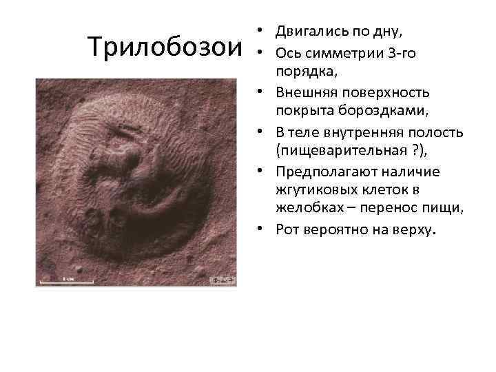 Трилобозои • Двигались по дну, • Ось симметрии 3 -го порядка, • Внешняя поверхность