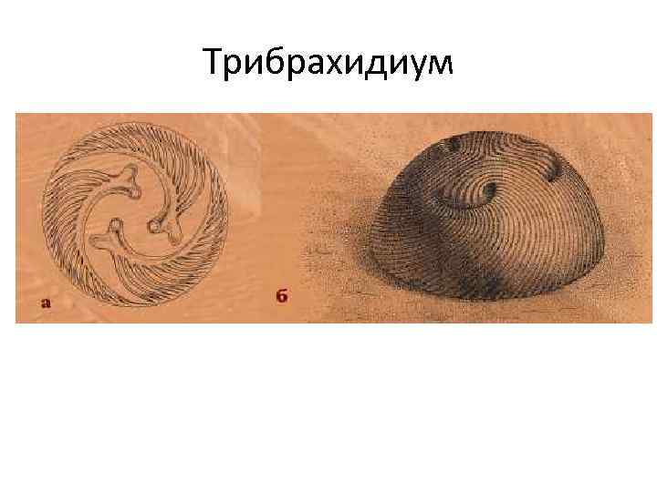 Трибрахидиум 