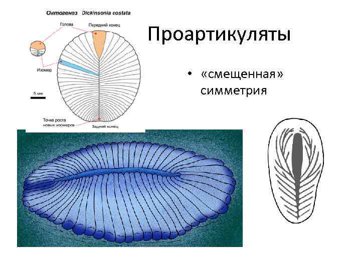 Проартикуляты • «смещенная» симметрия 