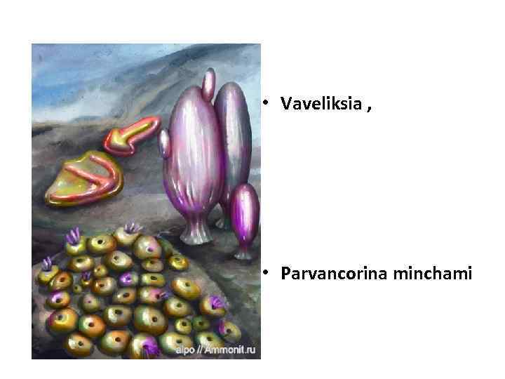  • Vaveliksia , • Parvancorina minchami 