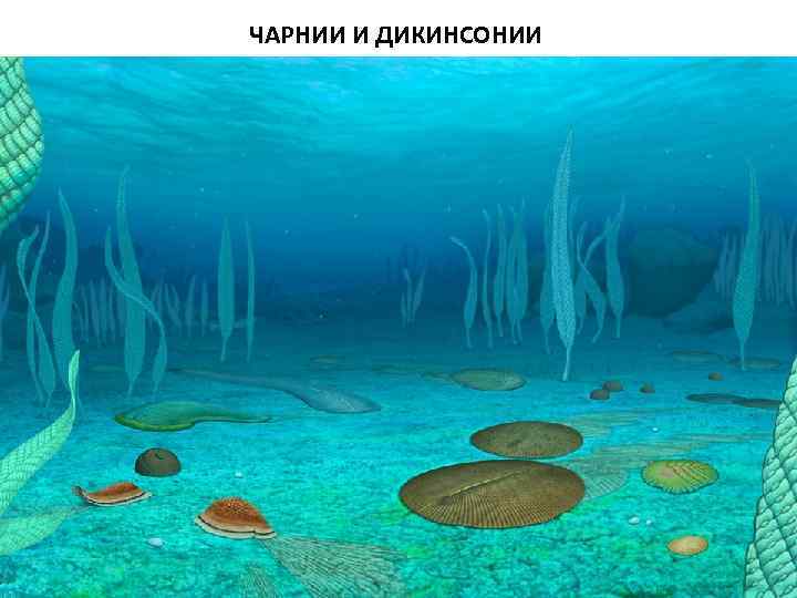 ЧАРНИИ И ДИКИНСОНИИ 