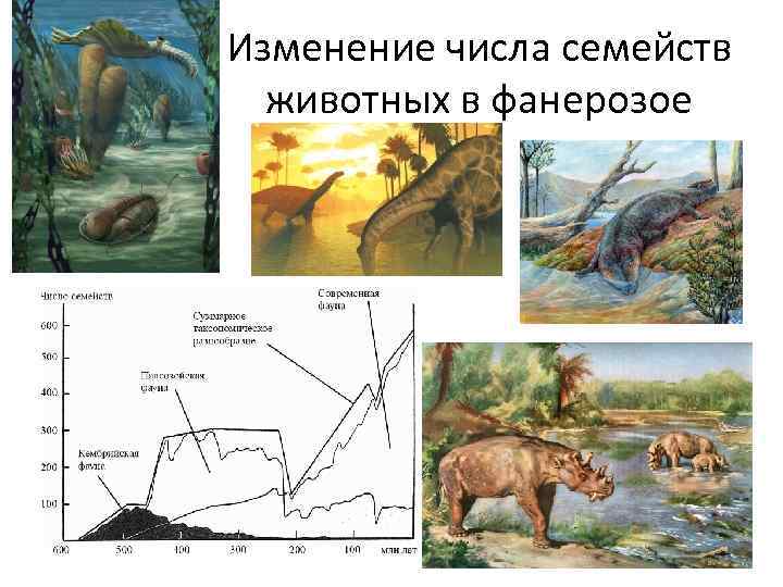 Изменение числа семейств животных в фанерозое 