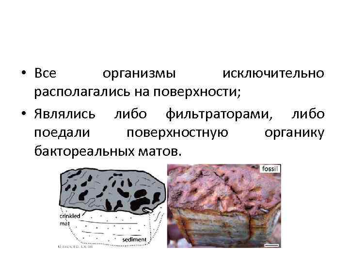  • Все организмы исключительно располагались на поверхности; • Являлись либо фильтраторами, либо поедали