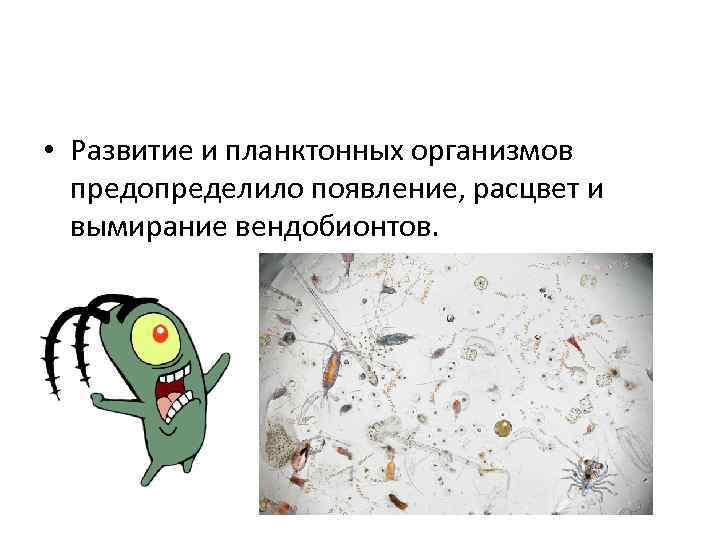 • Развитие и планктонных организмов предопределило появление, расцвет и вымирание вендобионтов. 