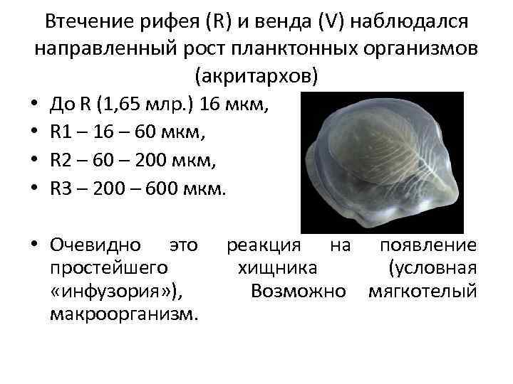 Втечение рифея (R) и венда (V) наблюдался направленный рост планктонных организмов (акритархов) • До