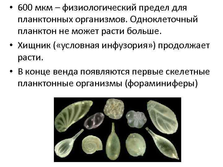  • 600 мкм – физиологический предел для планктонных организмов. Одноклеточный планктон не может