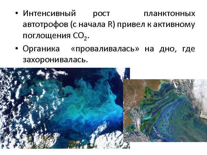  • Интенсивный рост планктонных автотрофов (с начала R) привел к активному поглощения CO