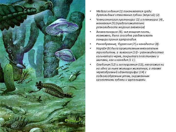  • • • Медуза элдония (1) покачивается среди древовидные стеклянные губоки (вауксий) (2).
