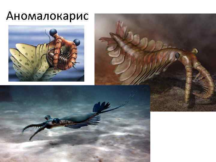 Аномалокарис 