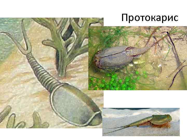 Протокарис 