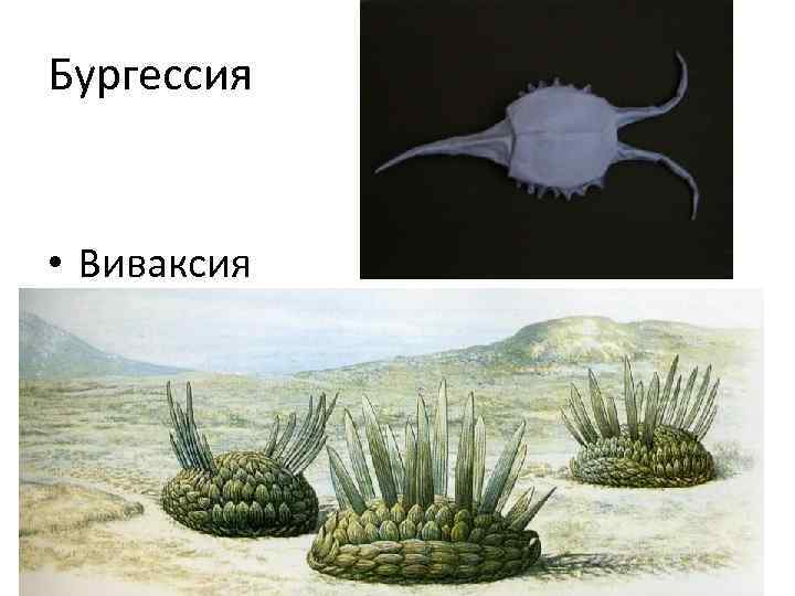 Бургессия • Виваксия 