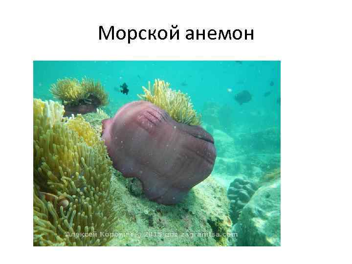 Морской анемон 