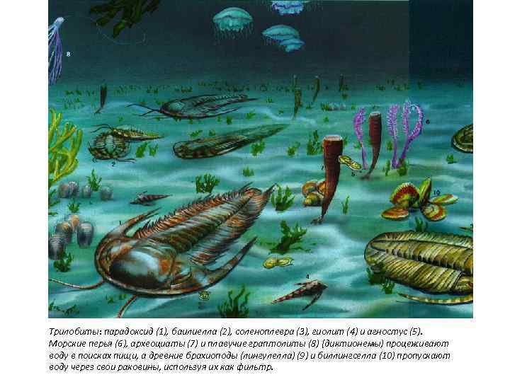 Трилобиты: парадоксид (1), баилиелла (2), соленоплевра (3), гиолит (4) и агностус (5). Морские перья