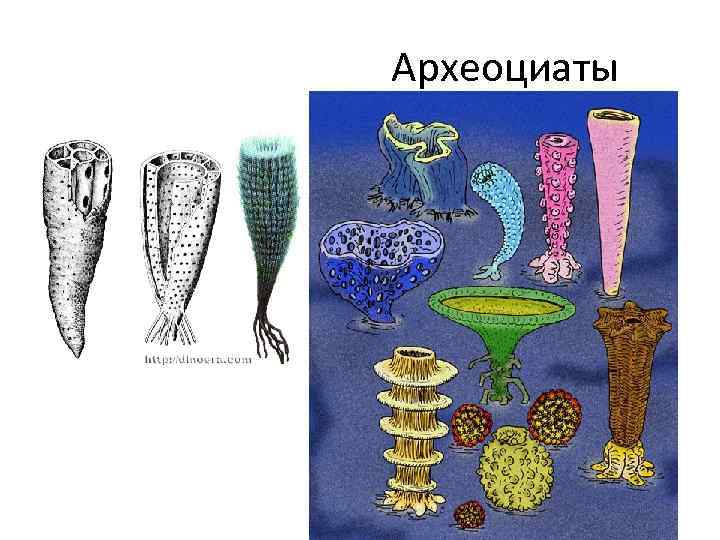 Археоциаты 