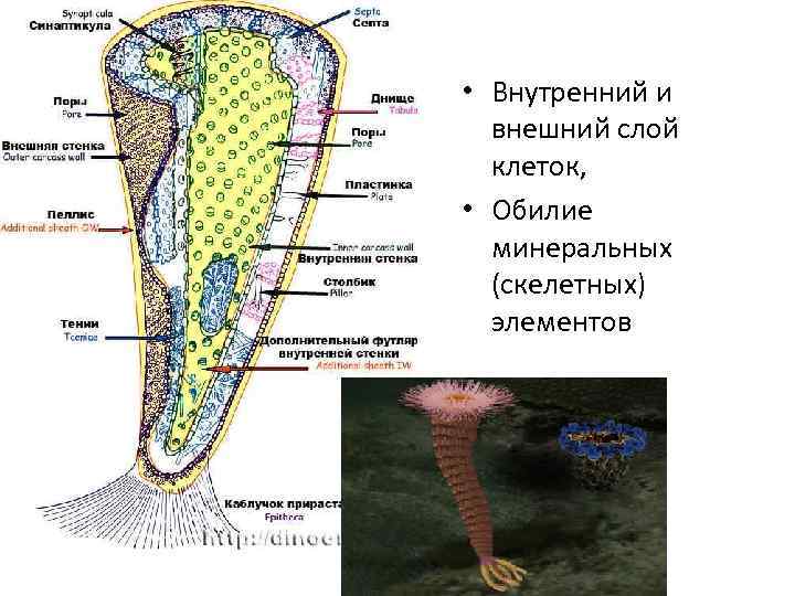 • Внутренний и внешний слой клеток, • Обилие минеральных (скелетных) элементов 