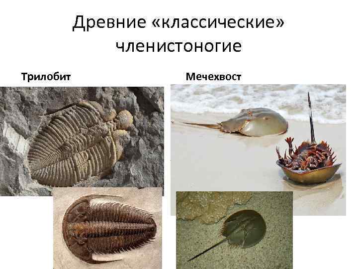 Древние «классические» членистоногие Трилобит Мечехвост 