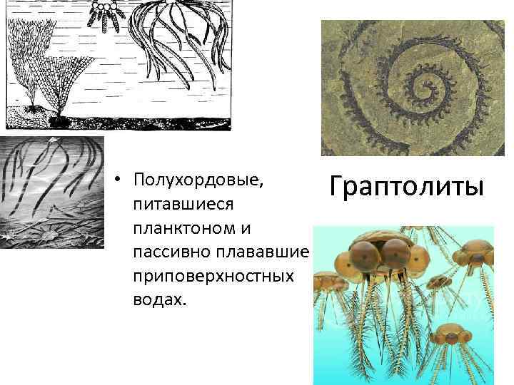  • Полухордовые, Граптолиты питавшиеся планктоном и пассивно плававшие в приповерхностных водах. 