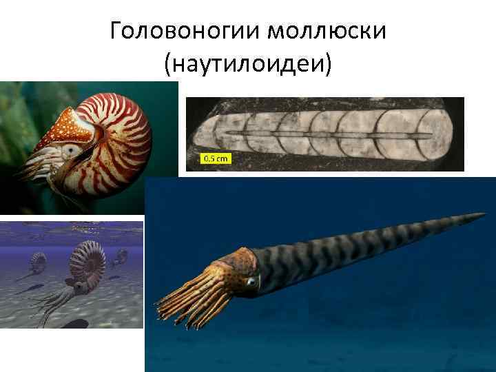 Головоногии моллюски (наутилоидеи) 